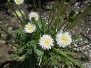白花タンポポ